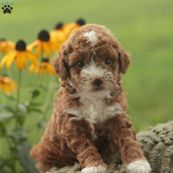 Willow, Toy Poodle Puppy